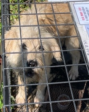 울산유기동물보호센터_431373202301119